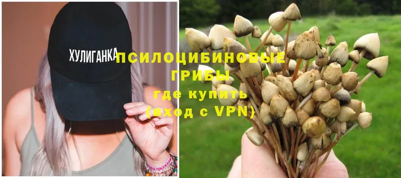 где продают   Ядрин  Псилоцибиновые грибы Psilocybe 